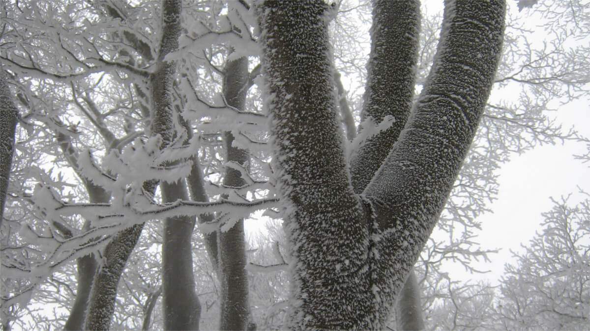 凍てつく樹々